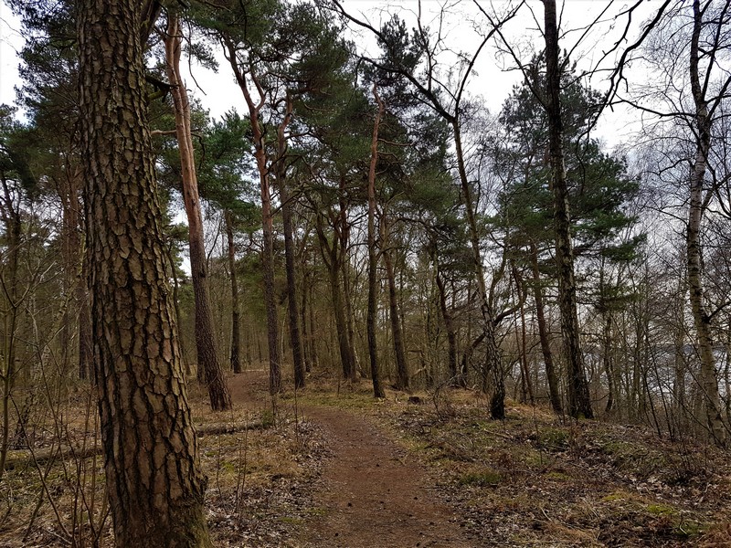 Lichter Kiefernwald auf dem Havelhöhenweg