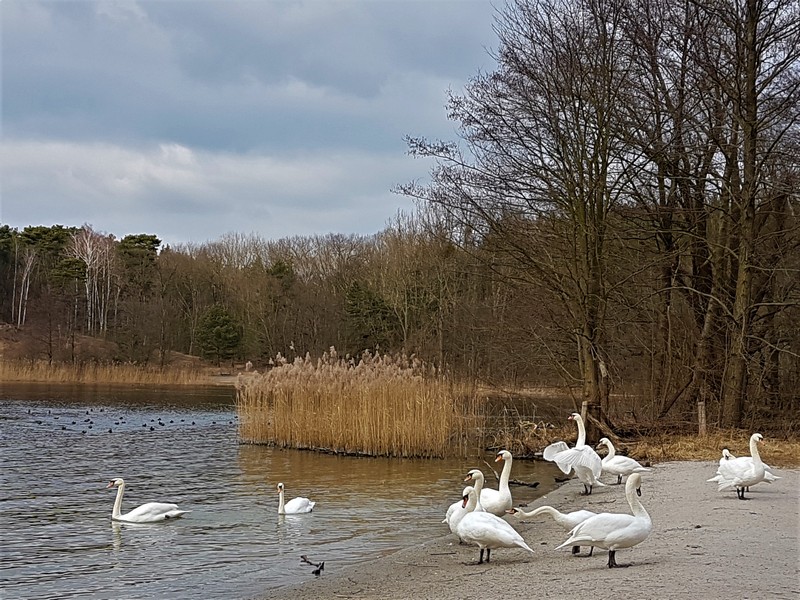 So viele Schwäne auf dem Havelhöhenweg