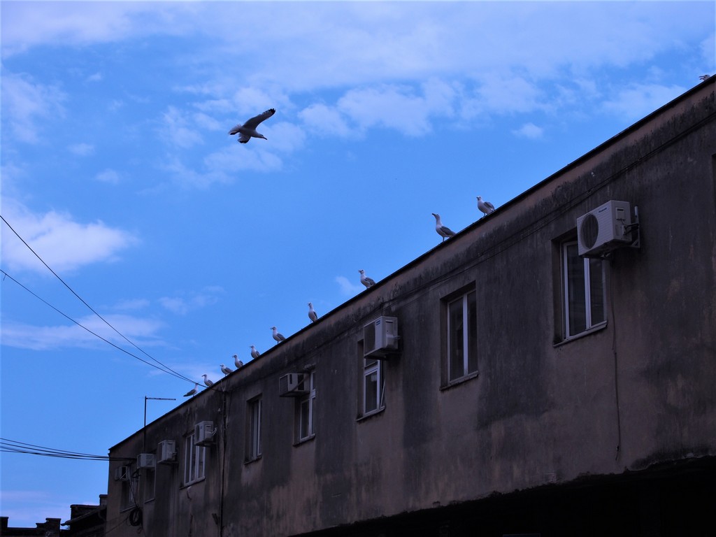 An der Fischhalle - Rijeka 