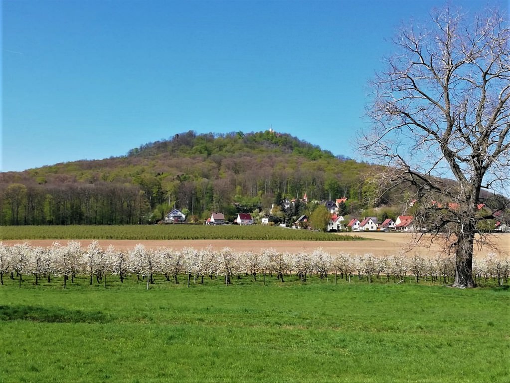 Apfelblüte mit Landeskrone Görlitz