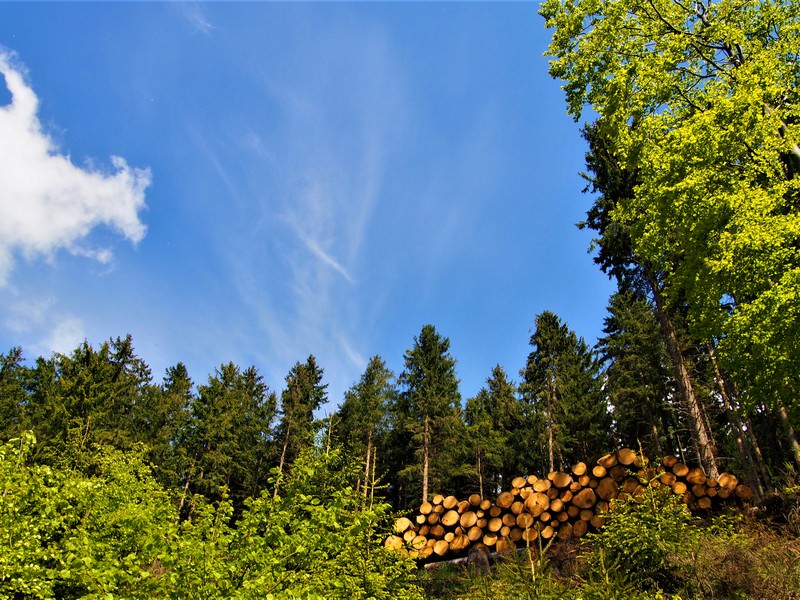 Wald - Seelenorte Sauerland