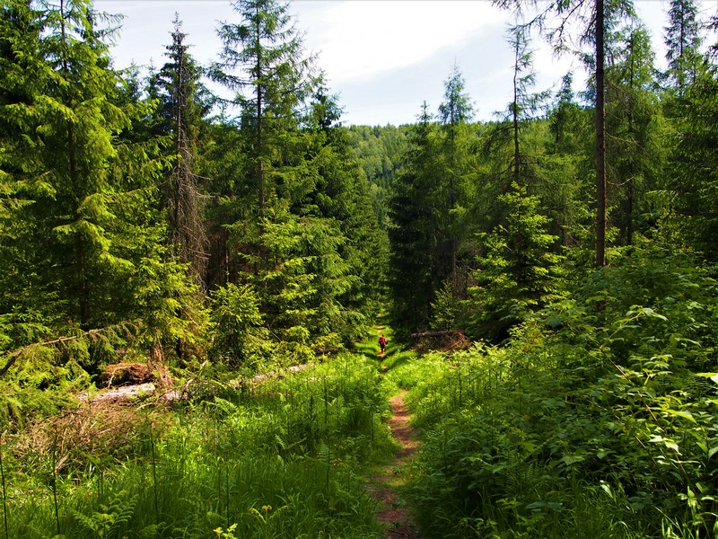 Rot und grün auf dem Forststeig 2