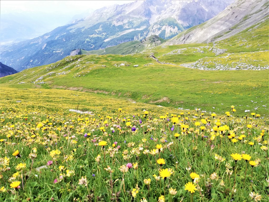 Bergwiese mit Löwenzahn