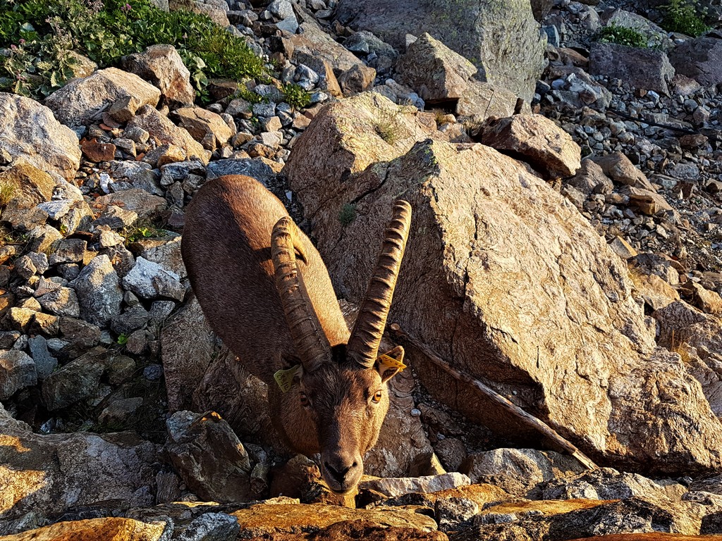 Steinbock an der Hütte Morelli-Buzzi