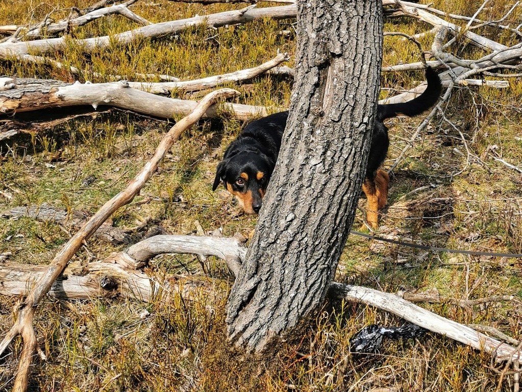 Rocky findet leider kein Gold - Sauerland-Outdoormüllsack