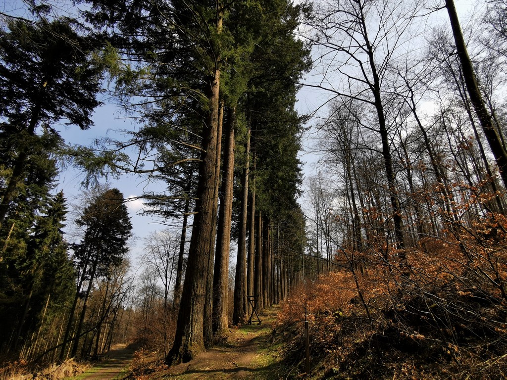 Die Douglasien von Medebach-Glindfeld