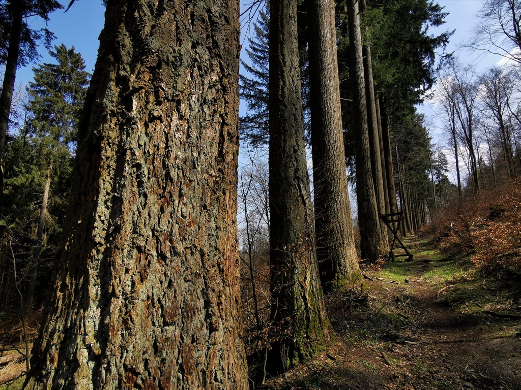 Douglasien im Sauerland