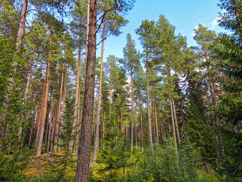Die Wälder Jämtlands