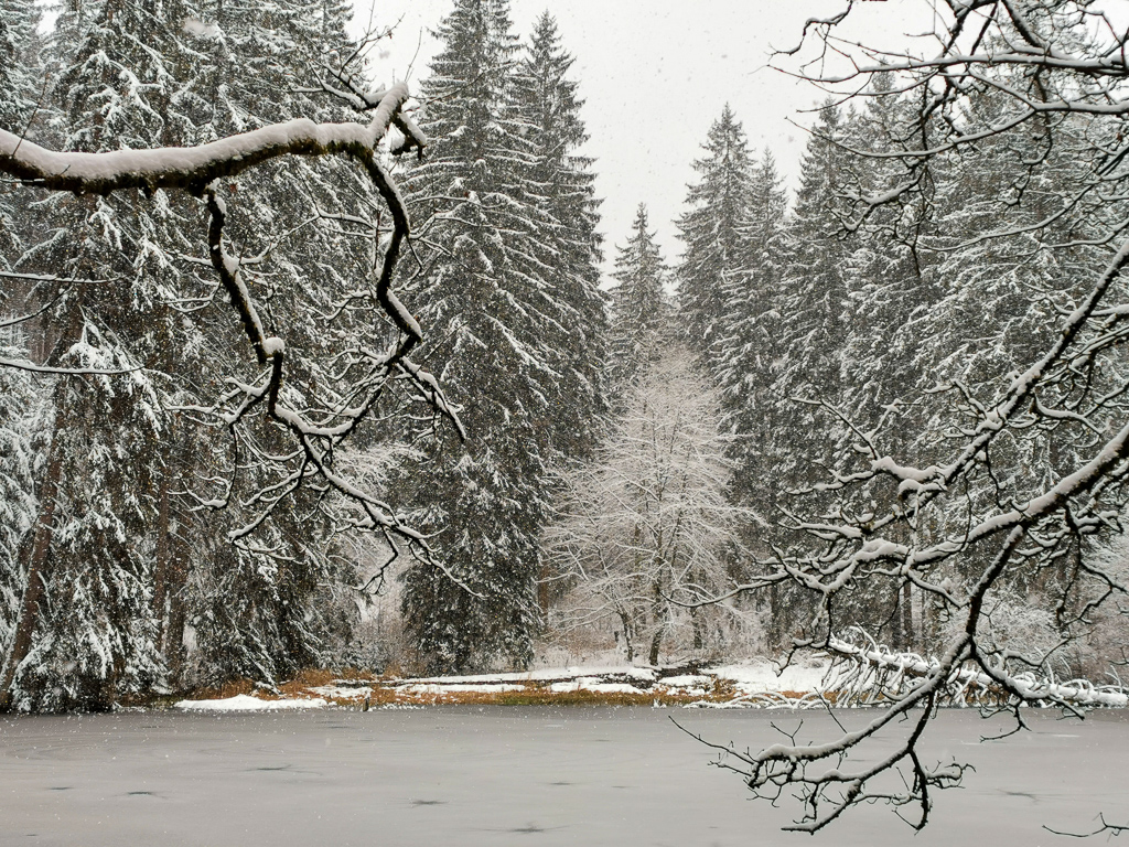 Knöpfeltaler Teich auf dem Goethewanderweg im Winter