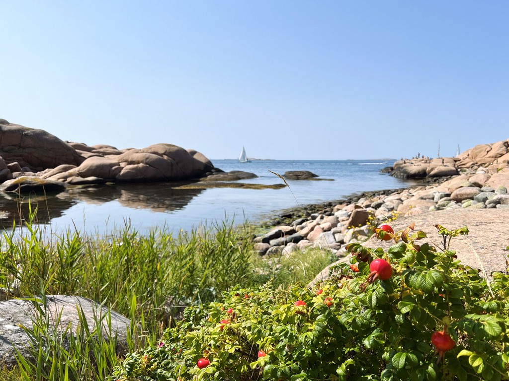 Bick auf das Meer und rote Hagebutten im Vordergrund - Wandern an Schwedens Westküste
