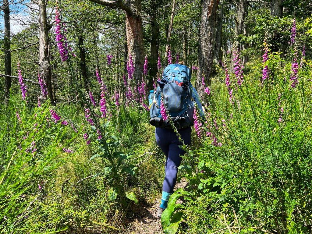 Wandern zwischen Fingerhut auf dem Weg zum Trekkingplatz