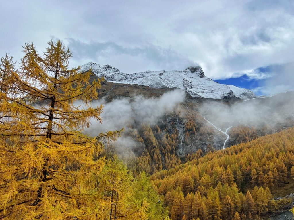 Lärchen und verschneite Berge beim Herbstwandern im Saastal