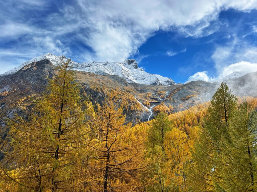 Lärchen und Berge 2 beim Herbstwandern im Saastal