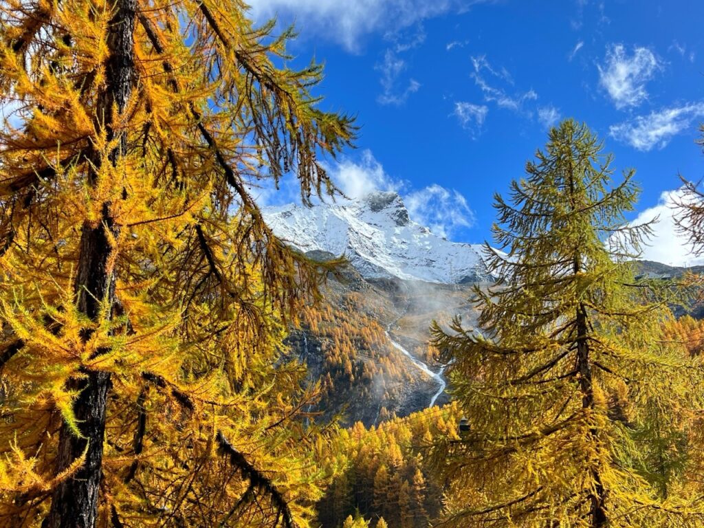 Lärchen und Berge beim Herbstwandern im Saastal