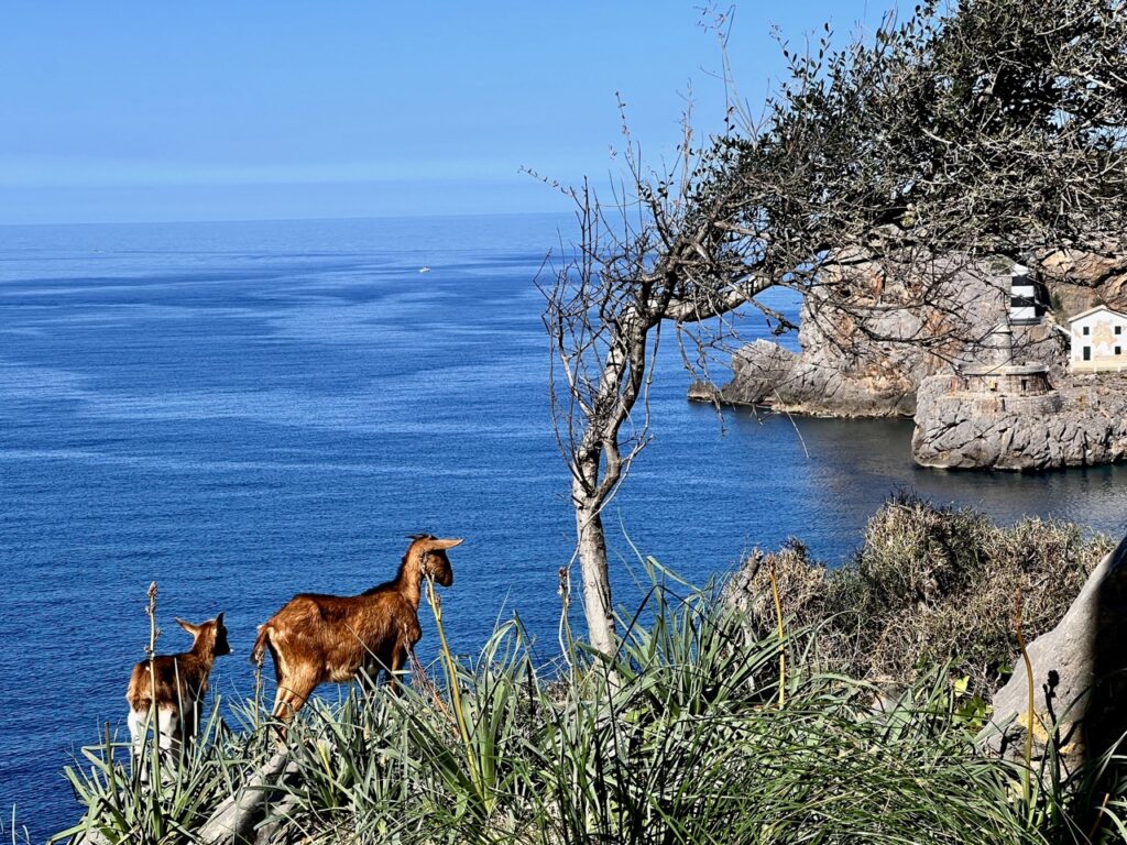 Ziegen auf dem GR221 mit Blick auf die Bucht von Port de Soller